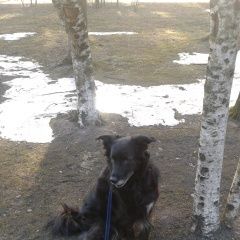 Подробнее об объявлении «Пропала собака черная собака среднего размера Санкт-Петербург» Фото: пропала собака  «Пропала собака черная собака среднего размера...» в г. Санкт-Петербург