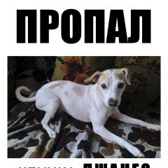 Подробнее об объявлении «Пропала собака кобель московская область, рузский район Можайск» Фото: пропала собака Джек рассел терьер «Пропала собака кобель московская область,...» в г. Можайск