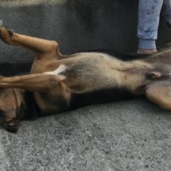 Подробнее об объявлении «Пропала собака кобель Адлер» Фото: пропала собака  «Пропала собака кобель Адлер» в г. Адлер