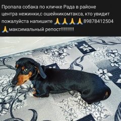 Подробнее об объявлении «Оренбург Пропала собака помогите найти любимицу» Фото: пропала собака Такса «Оренбург Пропала собака помогите найти любимицу» в г. Оренбург