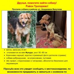 Подробнее об объявлении «Пропала собака кобель Москва» Фото: пропала собака  «Пропала собака кобель Москва» в г. Москва
