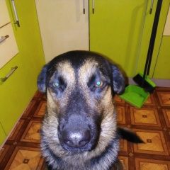 Подробнее об объявлении «Пропала собака кобель Санкт-Петербург» Фото: пропала собака  «Пропала собака кобель Санкт-Петербург» в г. Санкт-Петербург