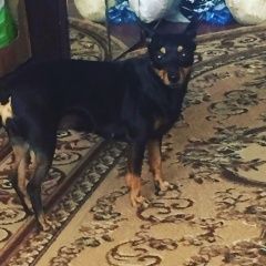 Подробнее об объявлении «Пропала собака Хабаровск» Фото: пропала собака Карликовый пинчер «Пропала собака Хабаровск» в г. Хабаровск