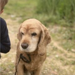 Подробнее об объявлении «Пропала собака кобель 8.08 спаниель кобель Дмитров» Фото: пропала собака Английский кокер-спаниель «Пропала собака кобель 8.08 спаниель кобель Дмитров» в г. Дмитров