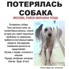 Подробнее об объявлении «Пропала собака кобель китайская хохлатая собака Москва» Фото: пропала собака  «Пропала собака кобель китайская хохлатая собака...» в г. Москва