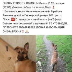 Подробнее об объявлении «Железнодорожный (Московск.) Пропала собака кобель» Фото: пропала собака  «Железнодорожный (Московск.) Пропала собака кобель» в г. Железнодорожный (Московск.)