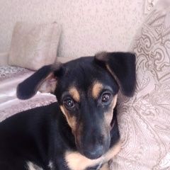 Подробнее об объявлении «Пропала собака Санкт-Петербург» Фото: пропала собака  «Пропала собака Санкт-Петербург» в г. Санкт-Петербург