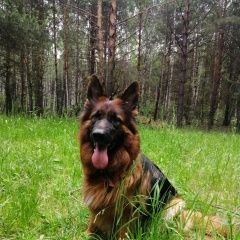 Подробнее об объявлении «Шемышейка Пропала собака пожалуйста опубликуйте» Фото: пропала собака Немецкая овчарка «Шемышейка Пропала собака пожалуйста опубликуйте» в г. Шемышейка