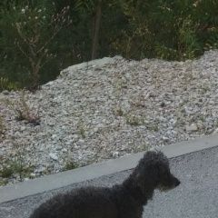 Подробнее об объявлении «Анапа Пропала собака кобель арчи, 13 лет, карликовый пудель» Фото: пропала собака Пудель «Анапа Пропала собака кобель арчи, 13 лет,...» в г. Анапа