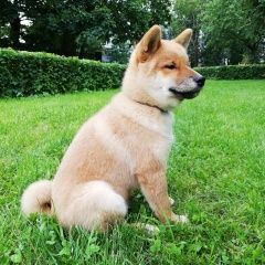 Подробнее об объявлении «Пропала собака кобель Королев» Фото: пропала собака  «Пропала собака кобель Королев» в г. Королев