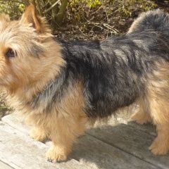 Подробнее об объявлении «Пропала собака кобель Кингисепп» Фото: пропала собака Норвич-терьер «Пропала собака кобель Кингисепп» в г. Кингисепп