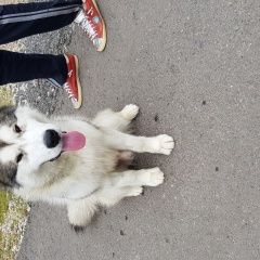 Подробнее об объявлении «Подольск Пропала собака кобель маламут» Фото: пропала собака Аляскинский маламут «Подольск Пропала собака кобель маламут» в г. Подольск