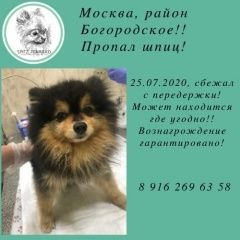 Подробнее об объявлении «Пропала собака кобель шпиц Москва» Фото: пропала собака  «Пропала собака кобель шпиц Москва» в г. Москва