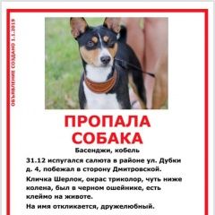 Подробнее об объявлении «Пропала собака кобель Москва» Фото: пропала собака Басенджи «Пропала собака кобель Москва» в г. Москва