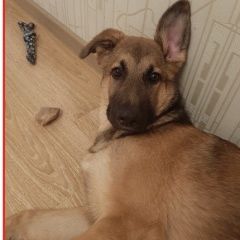 Подробнее об объявлении «Железнодорожный (Московск.) Пропала собака кобель» Фото: пропала собака  «Железнодорожный (Московск.) Пропала собака кобель» в г. Железнодорожный (Московск.)
