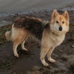 Подробнее об объявлении «Шлиссельбург Пропала собака в садоводстве восход, снт приозерное» Фото: пропала собака  «Шлиссельбург Пропала собака в садоводстве...» в г. Шлиссельбург