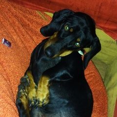 Подробнее об объявлении «Пропала собака кобель sos Хабаровск» Фото: пропала собака Такса «Пропала собака кобель sos Хабаровск» в г. Хабаровск