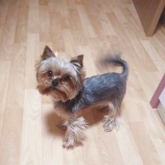 Подробнее об объявлении «Пропала собака Самара» Фото: пропала собака  «Пропала собака Самара» в г. Самара