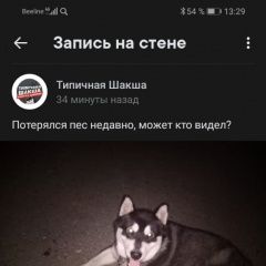 Подробнее об объявлении «Пропала собака кобель Уфа» Фото: пропала собака Аляскинский маламут «Пропала собака кобель Уфа» в г. Уфа