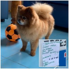 Подробнее об объявлении «Пропала собака шпиц - девочка Дмитров» Фото: пропала собака Померанский шпиц «Пропала собака шпиц - девочка Дмитров» в г. Дмитров