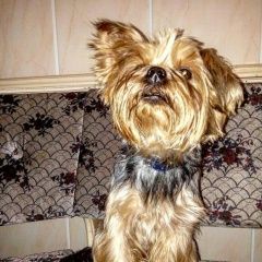 Подробнее об объявлении «Ижевск Пропала собака кобель» Фото: пропала собака Йоркширский терьер «Ижевск Пропала собака кобель» в г. Ижевск