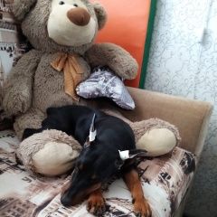 Подробнее об объявлении «Ангарск Пропала собака срочно щенок девочка цвергпинчер» Фото: пропала собака  «Ангарск Пропала собака срочно щенок девочка...» в г. Ангарск