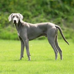 Подробнее об объявлении «Пропала собака кобель срочно убежала собака Самара» Фото: пропала собака Веймаранер «Пропала собака кобель срочно убежала собака Самара» в г. Самара