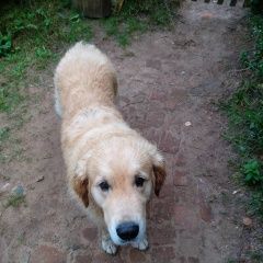 Подробнее об объявлении «Пропала собака кобель Смоленск» Фото: пропала собака  «Пропала собака кобель Смоленск» в г. Смоленск