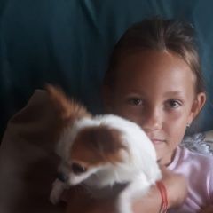 Подробнее об объявлении «Анапа Пропала собака кобель» Фото: пропала собака Чихуахуа «Анапа Пропала собака кобель» в г. Анапа