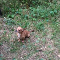 Подробнее об объявлении «Подольск Пропала собака микр-он южный» Фото: пропала собака  «Подольск Пропала собака микр-он южный» в г. Подольск