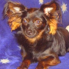 Подробнее об объявлении «Пропала собака кобель Санкт-Петербург» Фото: пропала собака  «Пропала собака кобель Санкт-Петербург» в г. Санкт-Петербург