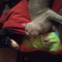 Подробнее об объявлении «Пропала собака Санкт-Петербург» Фото: пропала собака Такса «Пропала собака Санкт-Петербург» в г. Санкт-Петербург