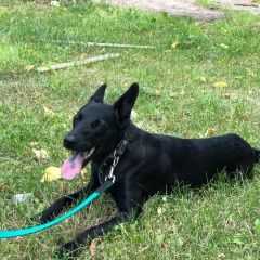 Подробнее об объявлении «Пропала собака зовут лапа Королев» Фото: пропала собака  «Пропала собака зовут лапа Королев» в г. Королев