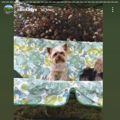 Подробнее об объявлении «Мытищи Пропала собака» Фото: пропала собака Йоркширский терьер «Мытищи Пропала собака» в г. Мытищи