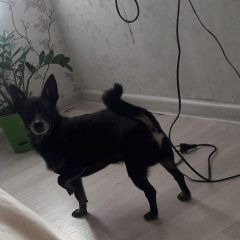 Подробнее об объявлении «Набережные Челны Пропала собака кобель потерялась собака» Фото: пропала собака  «Набережные Челны Пропала собака кобель...» в г. Набережные Челны