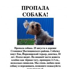 Подробнее об объявлении «Мытищи Пропала собака помогите найти.» Фото: пропала собака Йоркширский терьер «Мытищи Пропала собака помогите найти.» в г. Мытищи