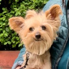 Подробнее об объявлении «Лобня Пропала собака кобель умоляю помогите найти» Фото: пропала собака Йоркширский терьер «Лобня Пропала собака кобель умоляю помогите найти» в г. Лобня