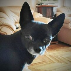 Подробнее об объявлении «Пропала собака кобель чихуа Дмитров» Фото: пропала собака Чихуахуа «Пропала собака кобель чихуа Дмитров» в г. Дмитров