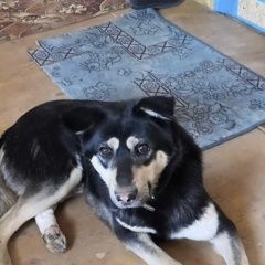 Подробнее об объявлении «Пропала собака кобель. Хабаровск» Фото: пропала собака  «Пропала собака кобель. Хабаровск» в г. Хабаровск