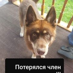 Подробнее об объявлении «Пропала собака кобель член семьи Орехово-Зуево» Фото: пропала собака Сибирская хаски «Пропала собака кобель член семьи Орехово-Зуево» в г. Орехово-Зуево