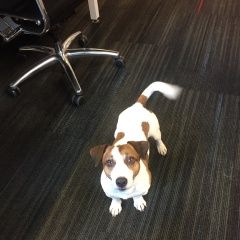 Подробнее об объявлении «Пропала собака кобель джек рассел терьер Москва» Фото: пропала собака Джек рассел терьер «Пропала собака кобель джек рассел терьер Москва» в г. Москва