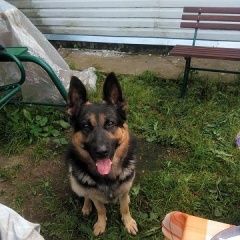 Подробнее об объявлении «Фрязино Пропала собака кобель 11 летний немец» Фото: пропала собака Немецкая овчарка «Фрязино Пропала собака кобель 11 летний немец» в г. Фрязино