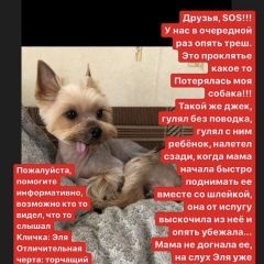 Подробнее об объявлении «Пропала собака Москва» Фото: пропала собака  «Пропала собака Москва» в г. Москва