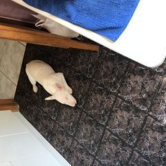 Подробнее об объявлении «Пропала собака сабака мини буль Смоленск» Фото: пропала собака Бультерьер «Пропала собака сабака мини буль Смоленск» в г. Смоленск