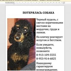 Подробнее об объявлении «Пропала собака кобель Томск» Фото: пропала собака Пудель «Пропала собака кобель Томск» в г. Томск