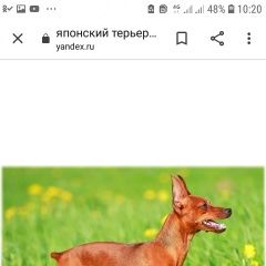 Подробнее об объявлении «Пропала собака кобель прошу вернуть за вознограждения Воронеж» Фото: пропала собака  «Пропала собака кобель прошу вернуть за...» в г. Воронеж