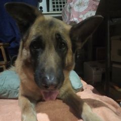 Подробнее об объявлении «Пропала собака Зеленоград» Фото: пропала собака Немецкая овчарка «Пропала собака Зеленоград» в г. Зеленоград