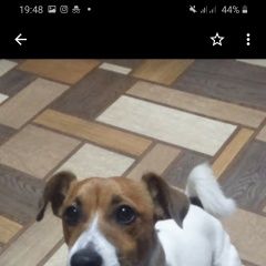 Подробнее об объявлении «Шебекино Пропала собака кобель» Фото: пропала собака Джек рассел терьер «Шебекино Пропала собака кобель» в г. Шебекино