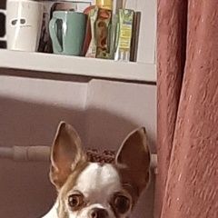 Подробнее об объявлении «Шуя Пропала собака вознаграждение гарантируется» Фото: пропала собака Чихуахуа «Шуя Пропала собака вознаграждение гарантируется» в г. Шуя