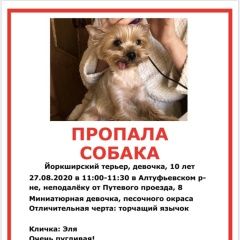 Подробнее об объявлении «Пропала собака Москва» Фото: пропала собака Йоркширский терьер «Пропала собака Москва» в г. Москва